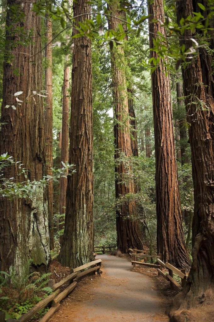 Large forest trees
